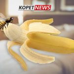 Perbesar Ukuran Mr.P dengan Sengatan Tawon Merupakan Teknik Alami Sejak Dulu Kala!