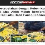 Diduga Bersebelahan dengan Kebon Kunyit, Buah Semangka Mas Akoh Malah Berwarna Kuning, Takut Tak Laku Hasil Panen Dihancurkan