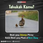 Tahukah kamu Bebek yang